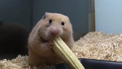 Cel mai haios hamster: Cum a înghiţit un ştiulete întreg de porumb VIDEO