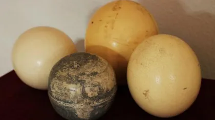 Cea mai veche hartă a Lumii Noi - încrustată pe cojile a două ouă de struţ