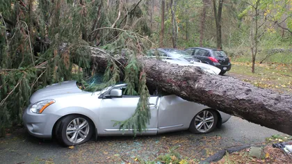 Târgovişte: Un copac a căzut peste două maşini aflate în trafic; nu există răniţi