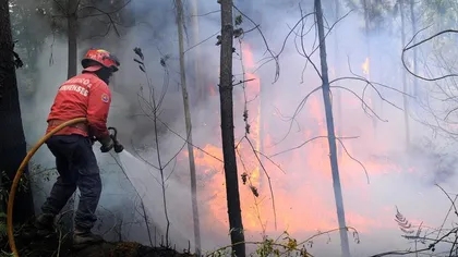 INCENDIU DE PĂDURE în Borşa. Sute de pompieri, jandarmi, silvicultori ajută la stingerea focului