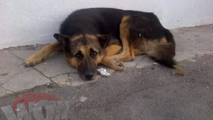 O poveste tristă: Câinele lui Jean Constantin, rămas pe străzi după moartea marelui actor FOTO