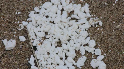 O substanţă chimică misterioasă, găsită pe plajele din Bulgaria