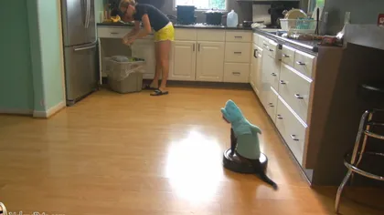 O pisică îmbrăcată în rechin... curăţă bucătăria VIDEO