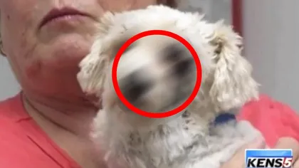 Povestea înduioşătoare a câinelui care a rămas fără un ochi, după ce a SALVAT o fetiţă de la MOARTE