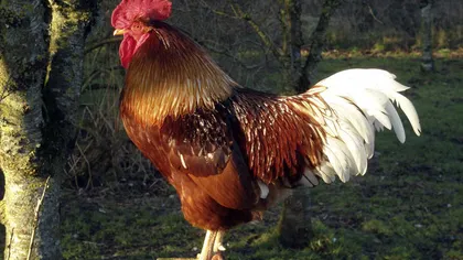 BIZAR: Un COCOŞ cu nume de găină a devenit cea MAI SCUMPĂ pasăre de curte după ce a stat pe umărul STĂPÂNEI