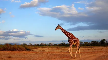 Girafele riscă să dispară în următoarele decenii, avertizează experţii