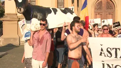 Protest studenţesc cu vaca pe străzile Timişoarei