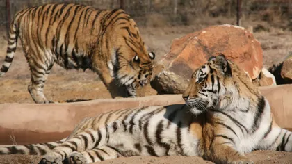 Tigrii salvaţi de la Grădina Zoologică din Oneşti au o casă nouă. Animalele au ajuns în Africa FOTO
