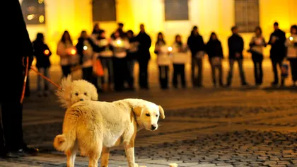 Protest la Universitate împotriva eutanasierii câinilor maidanezi