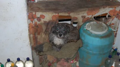 Locatari din Neamţ, terorizaţi de o bătrână care creşte 30 de câini în apartament
