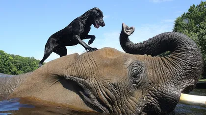 O prietenie inedită: Ditamai elefantul se joacă cu un căţel FOTO