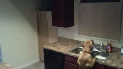 Câinele Houdini: Cum evadează un căţel dintr-o cameră închisă VIDEO