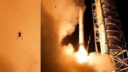 O broască a STRICAT POZA de la lansarea navetei spaţiale LADEE FOTO