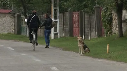 Cruzime: Câinii maidanezi dintr-o comună din Gorj sunt împuşcaţi