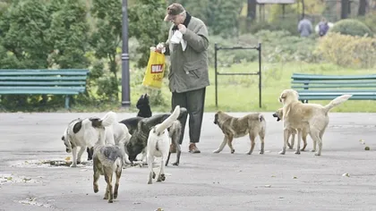 Legea EUTANASIERII, BLOCATĂ. CCR va judeca legea câinilor maidanezi în 25 septembrie