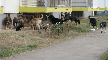 CCR decide soarta câinilor maidanezi. Iubitorii de animale protestează în faţa sediului Curţii Constituţionale