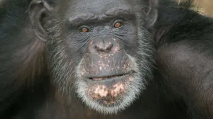 Un cimpanzeu pictează cu... LIMBA - GALERIE FOTO