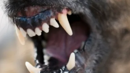 Copil MUTILAT de câinele vecinilor, în Satu Mare