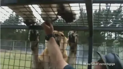 EXPERIENŢĂ INEDITĂ la o grădină zoo: Vizitatorii se plimbă nestingheriţi printre lei VIDEO
