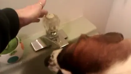 Un câine inteligent: Lucrul incredibil făcut de un căţel pentru a bea apă VIDEO