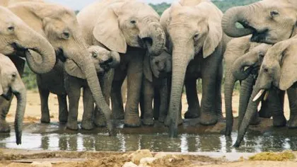Zeci de elefanţi din Zimbabwe au fost masacraţi cu cianură, pentru fildeş