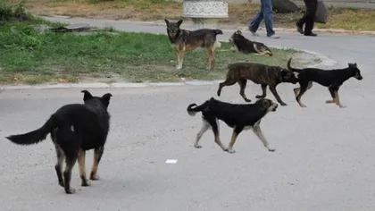 Protest faţă de problema câinilor maidanezi, organizat vineri în Capitală