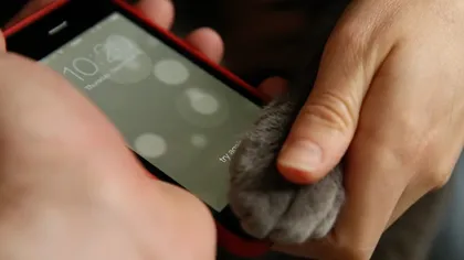 Cum poate o pisică să deblocheze un iPhone 5S prin TouchID - VIDEO