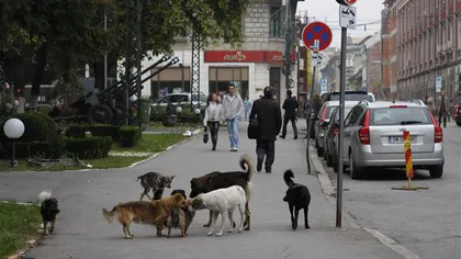 BBC: România face campanie pentru a ucide câinii vagabonzi după moartea unui băiat