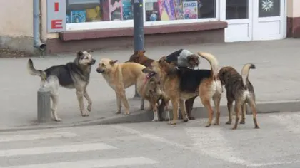 Aproximativ 40 de persoane au protestat în Capitală, cerând strângerea câinilor de pe străzi
