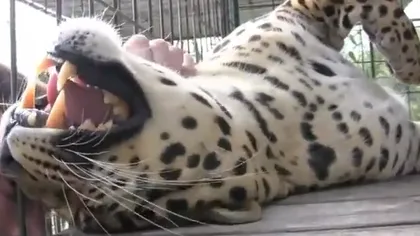 Leopardul răsfăţat: Cum se alintă o felină mare atunci când este mângâiată VIDEO