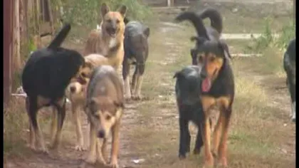Iubitorii de animale din Ploieşti ar putea păstra câinii în adăpost contra unei taxe