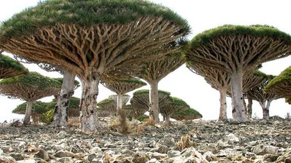 O lume SF chiar pe Pământ: Insula Socotra, unde plantele au milioane de ani FOTO