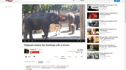 Elefantul pedant: Ce face un pachiderm ca să arate bine când dă ochii cu vizitatorii VIDEO