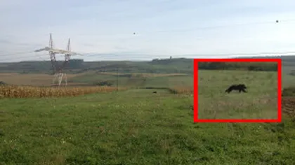 Spaimă teribilă într-un sat din Suceava. Un urs s-a mutat din pădure în lanul cu porumb VIDEO