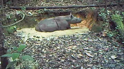 Surpriză: Rinoceri de Sumatra, filmaţi în Borneo, unde se credea că au dispărut VIDEO