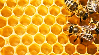Cum foloseşti ceara de albine în tratamentele de frumuseţe