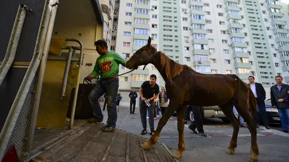Un cal maltratat de stăpânul său a fost salvat de autorităţi după ce s-a prăbuşit pe o stradă din Bucureşti