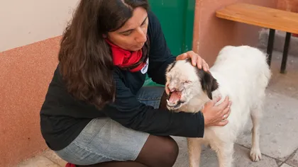 Căţeluşa mutilată cu bestialitate în Capitală a fost operată şi dusă într-un adăpost FOTO