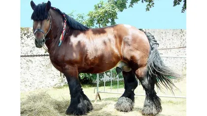 O nouă rasă de cai grei, creată de un român în cea mai mare herghelie privată din Europa