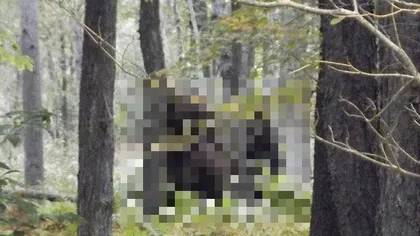 Imagini incredibile într-o pădure din SUA: Au fost descoperiţi DOI Bigfoot - FOTO