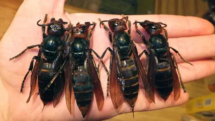 Atacul viespilor gigantice: Zeci de oameni au fost ucişi de 