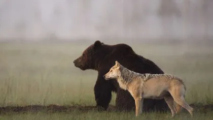 O prietenie incredibilă: Lupul care trăieşte alături de un urs FOTO