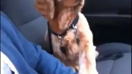 Un căţel adorabil: Ce face un câine fricos atunci când merge cu maşina VIDEO