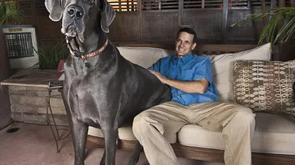 Cel mai înalt câine din lume, giganticul George, a murit FOTO