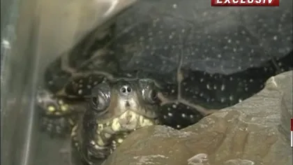 Cutremurul de 5,5 din Vrancea, prezis de o broască ţestoasă VIDEO