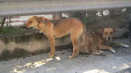 Sorin Oprescu: 570 de câini au fost adoptaţi de cetăţeni, alţi 510 au fost duşi la Dogtown