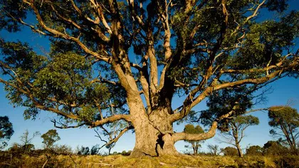 AUR ÎN COPACI: Eucaliptul australian captează metalul rar din sol şi îl acumulează în frunze