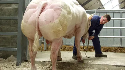 Cum arată un taur modificat genetic pentru mai multă carne: Zici că este un culturist VIDEO