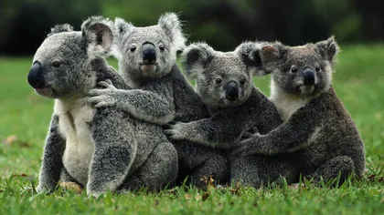 Koala ar putea dispărea din cauza încălzirii climatice