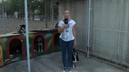 Ce RUŞINE! Moment PENIBIL trăit de o jurnalistă într-un adăpost pentru câini şi reacţia ei INCREDIBILĂ - VIDEO